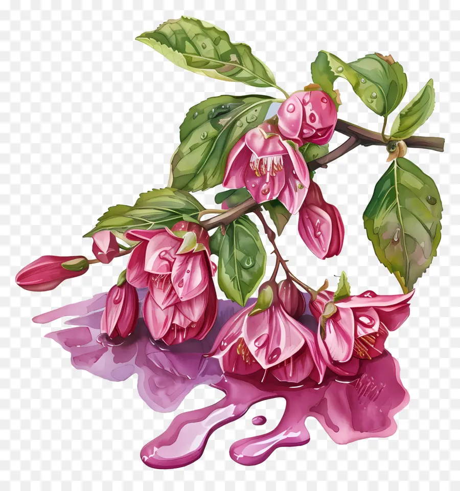 Vinho Derramado Weigela，Flores Cor De Rosa PNG