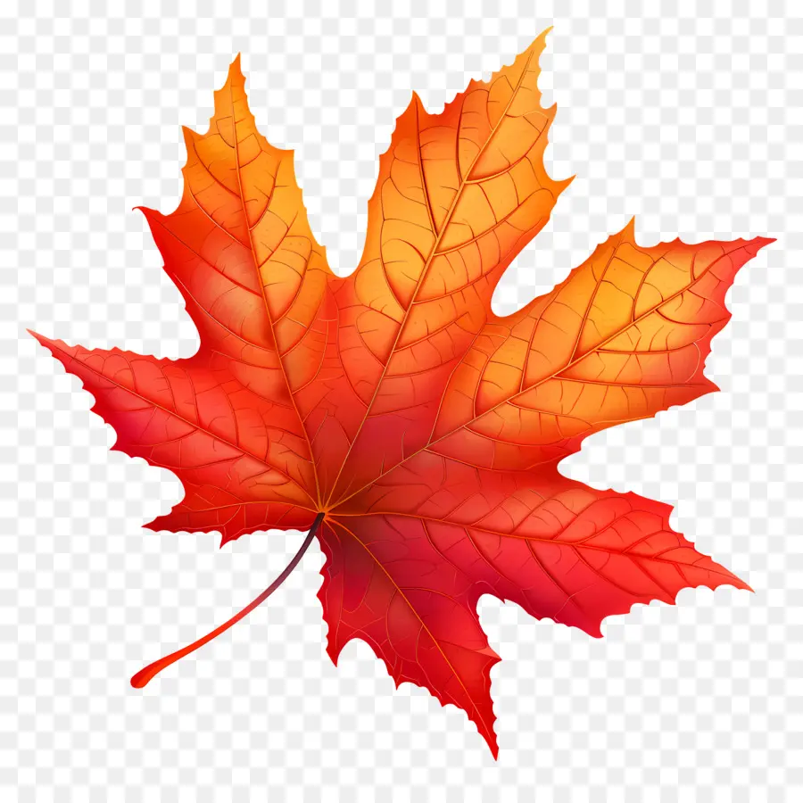 Maple Leaf，Red Maple Leaf PNG