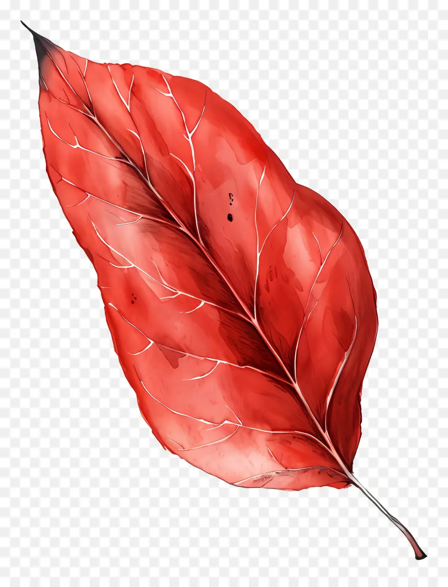 Folha Vermelha，Pintura Em Aquarela PNG