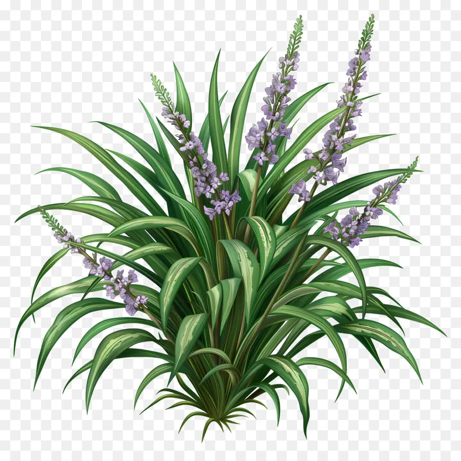 Liriope Variegado，Planta PNG