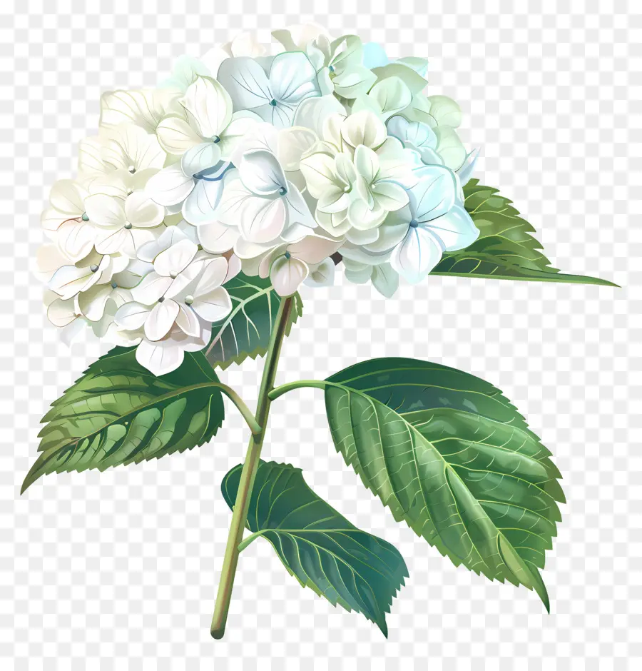 Pequena Hidrangea Gostosa，Flor Branca PNG