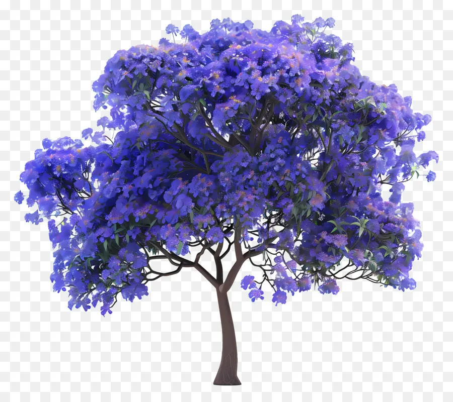 Árvore Jacaranda Azul，Flores Roxas PNG