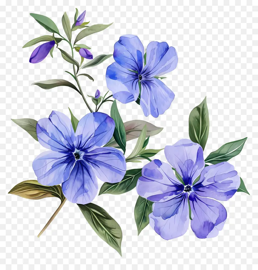 Flores Pervincas，Flores Azuis Escuras PNG