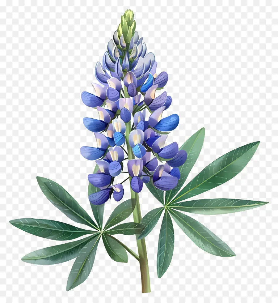 Flor De Tremoço，Flor Azul De Tremoço PNG