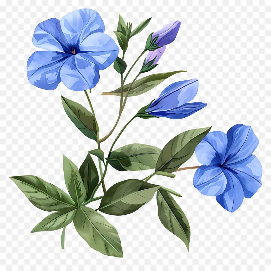 Flores Pervincas，Flor Azul PNG