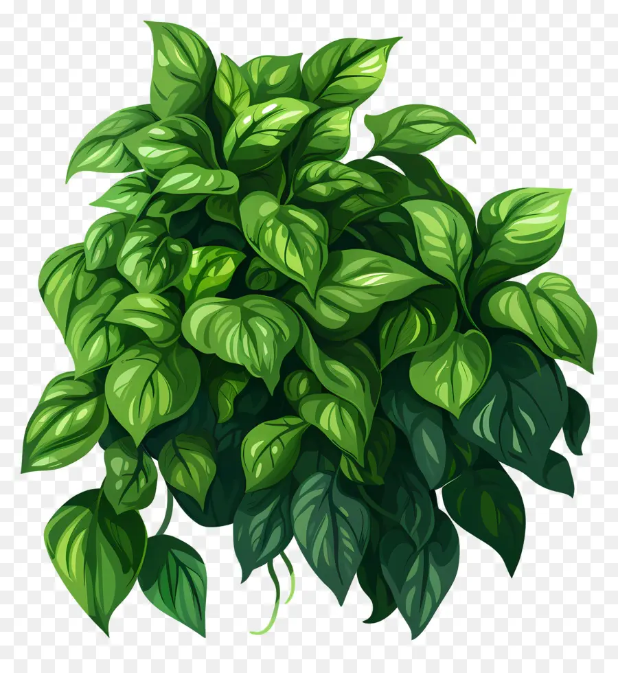 Verde Exuberante，Planta PNG