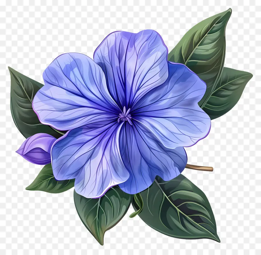 Flor Periwinkle，Flor Azul PNG