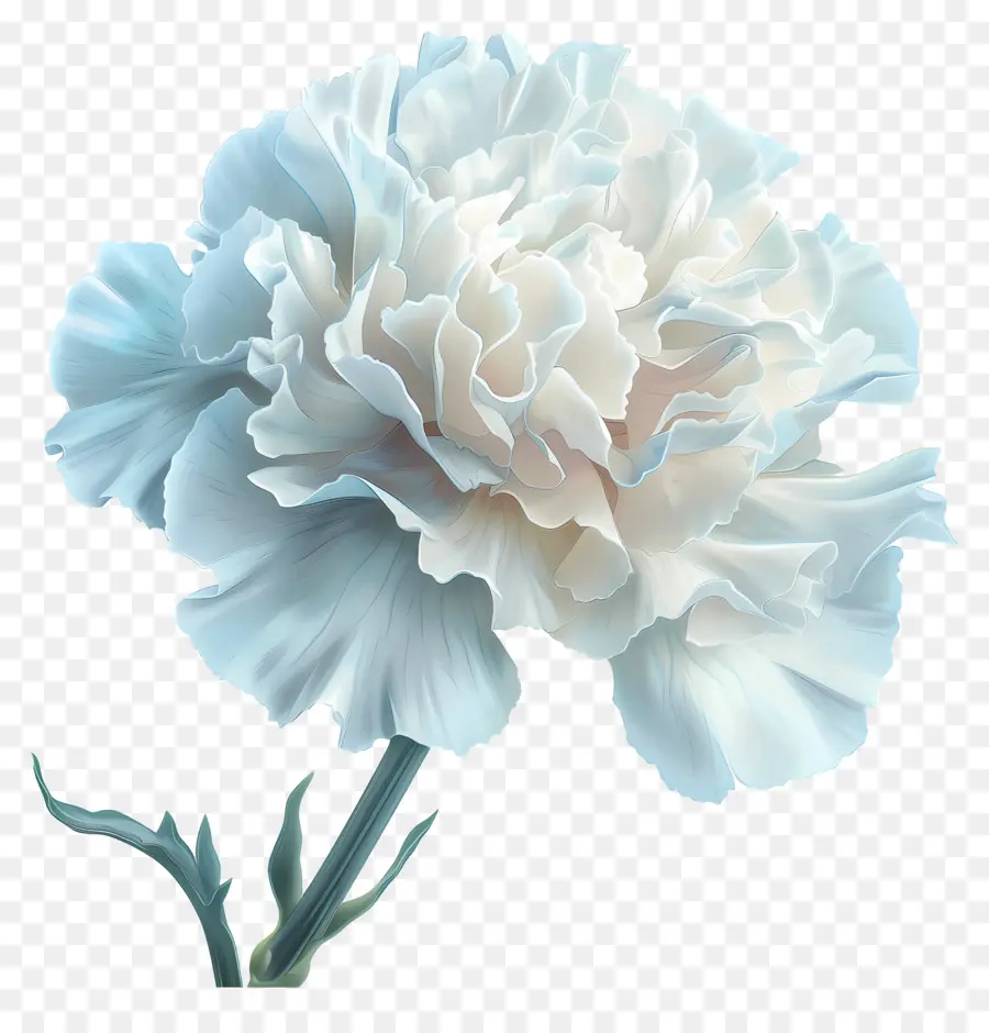 Carnation Branco，Flor Branca PNG
