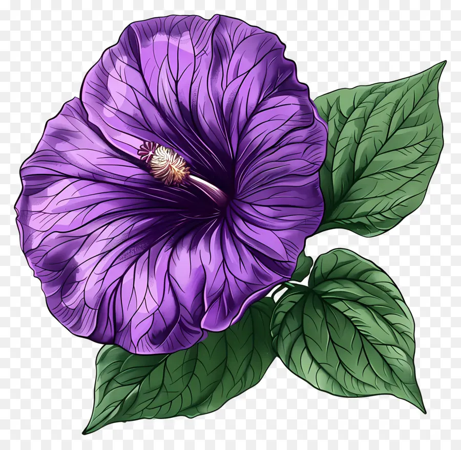 Roxo Glória Da Manhã，Hibisco Roxo PNG