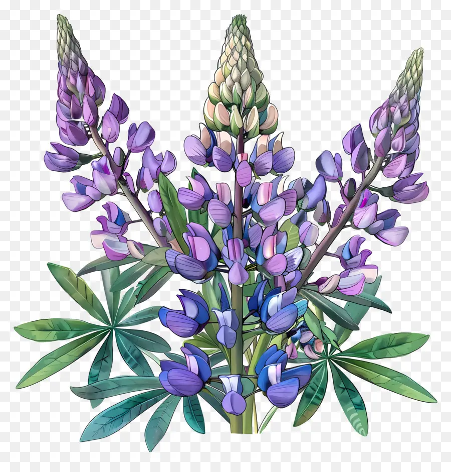 Flor De Tremoço，Flores De Tremoço Azul PNG
