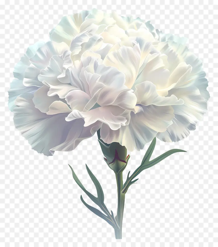 Carnation Branco，Cravo Branco PNG