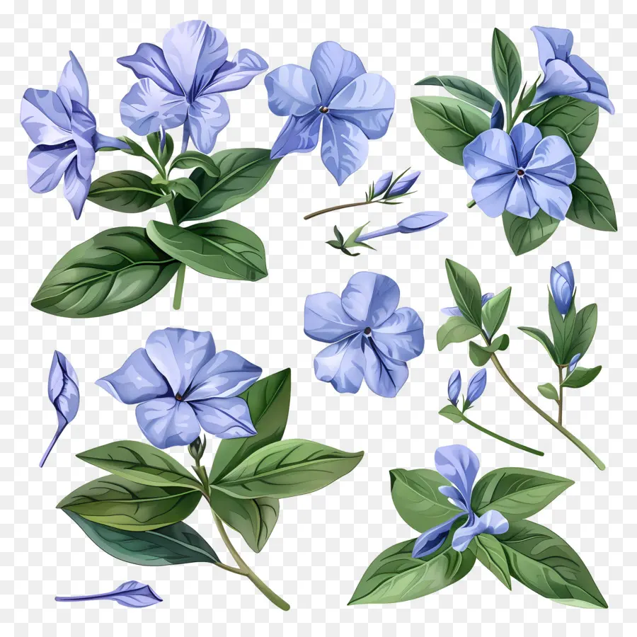 Flores De Pervinca，Flores Em Aquarela PNG