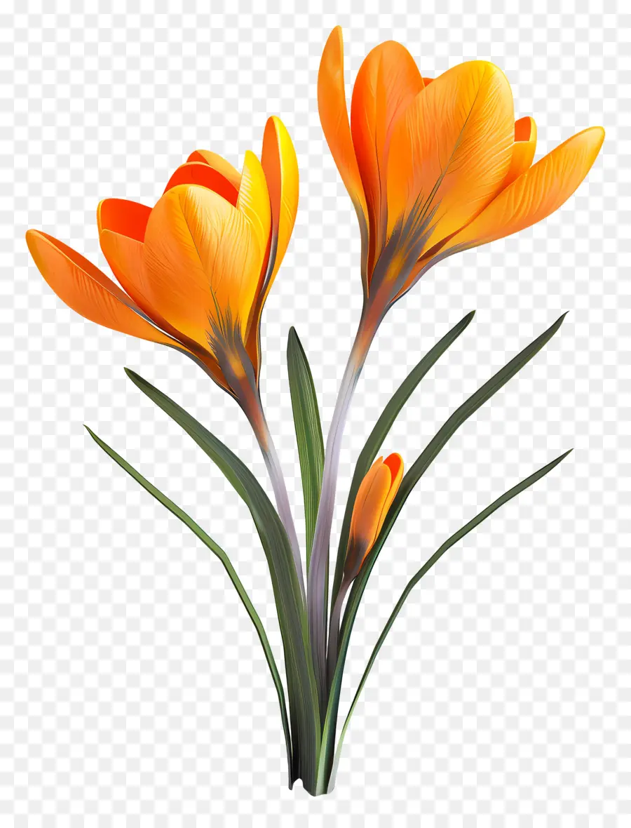 Açafrão Crocus，Flores De Laranja PNG