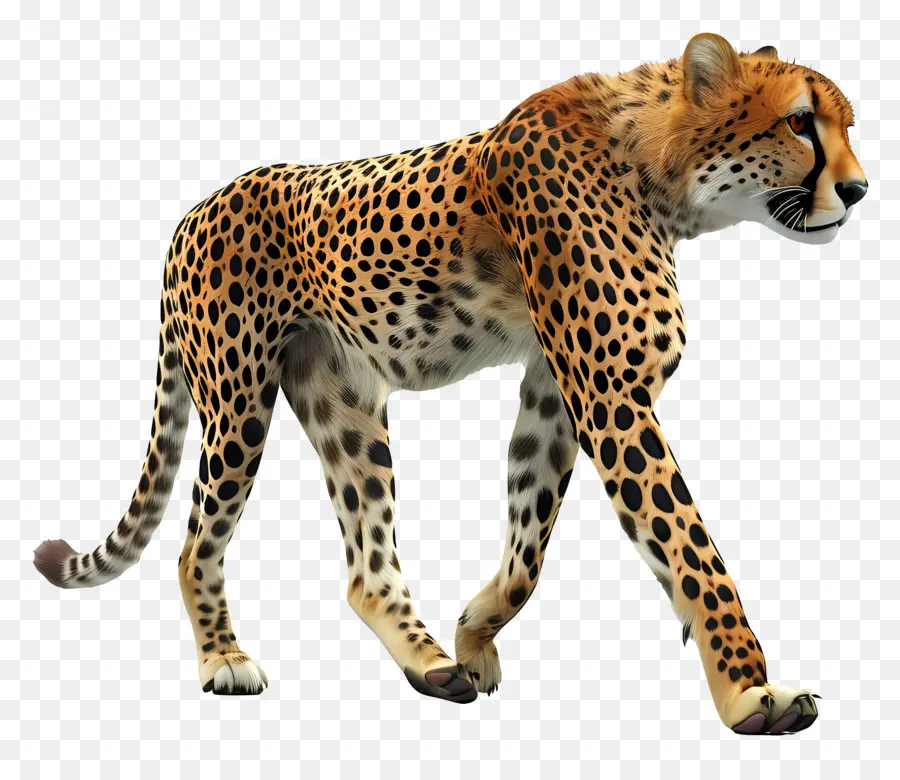 Vista Lateral De Cheetah，Cheetah PNG