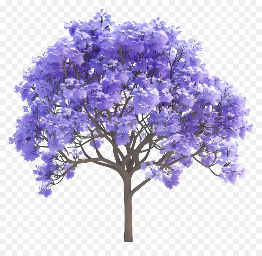 Jacarandá Azul，Jacarandá PNG