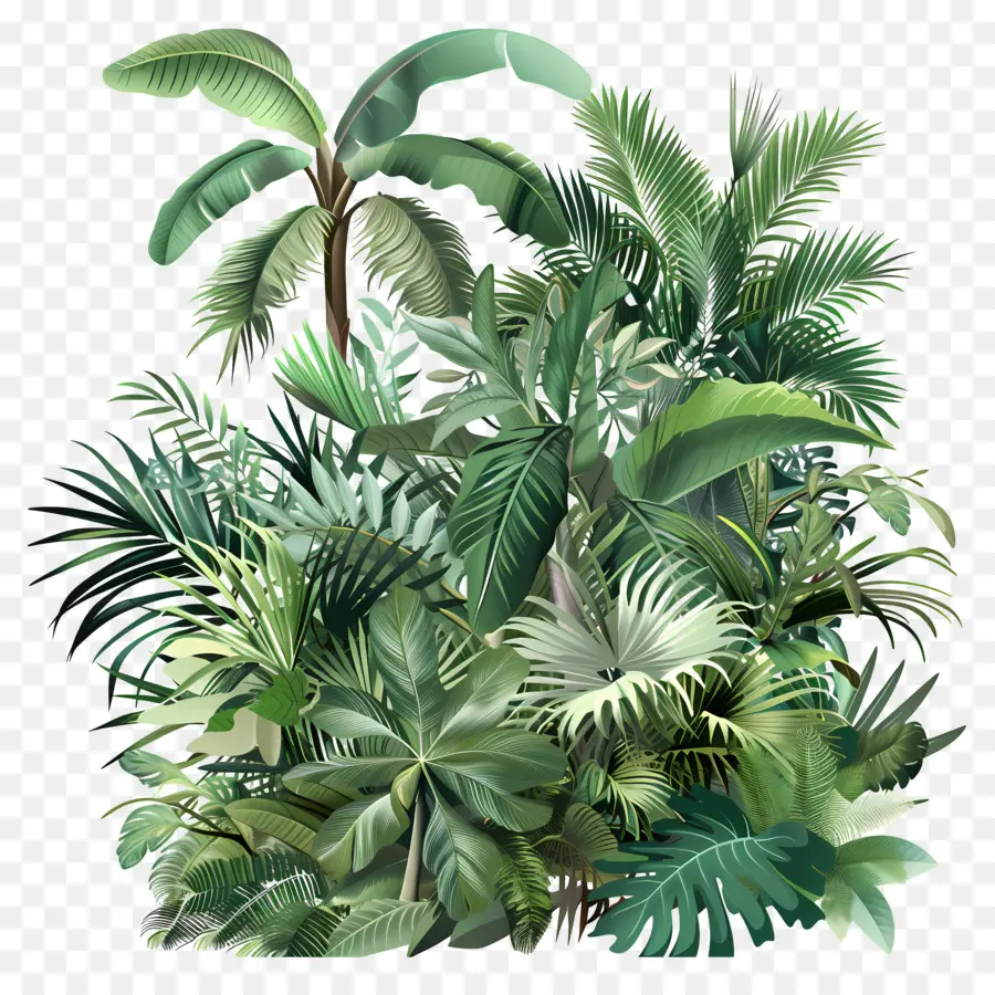 Vegetação Tropical，Selva Tropical PNG