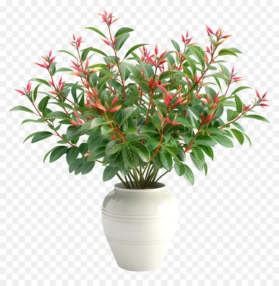 Nandina Domestica，Vaso Branco PNG