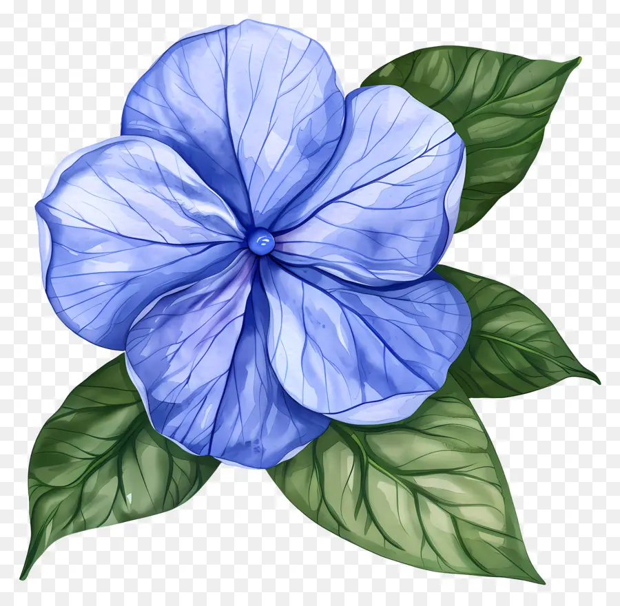 Flor Periwinkle，Flor Azul PNG