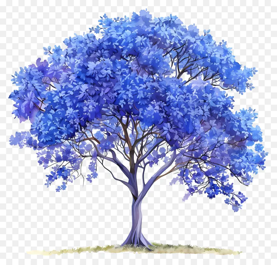Árvore Jacaranda Azul，Árvore De Folhas Azuis PNG