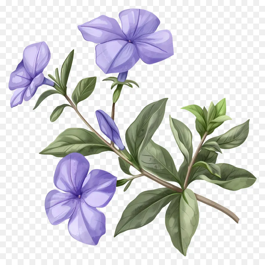 Flores Pervincas，Flor Azul PNG