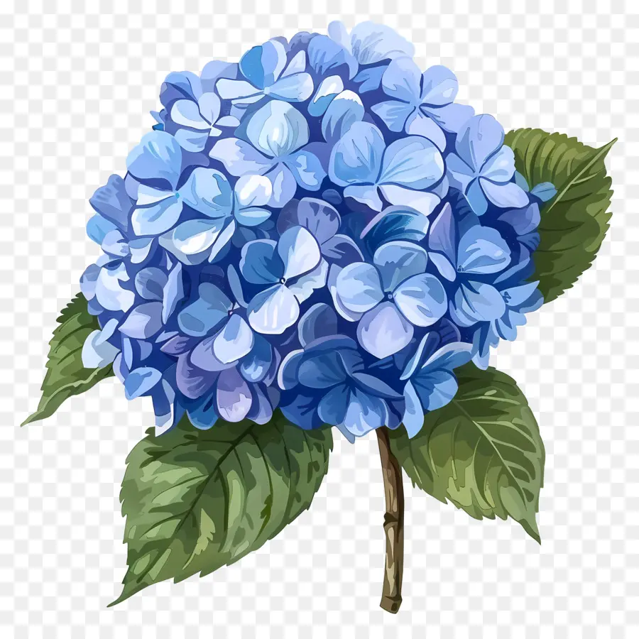 Hortênsia Azul，Azul PNG