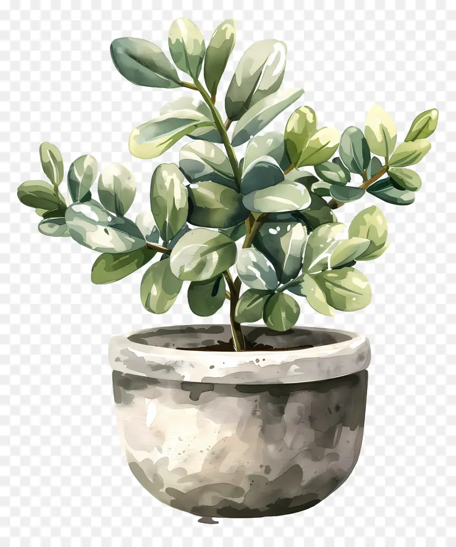 Planta De Jade Variegada，Ilustração Em Aquarela PNG