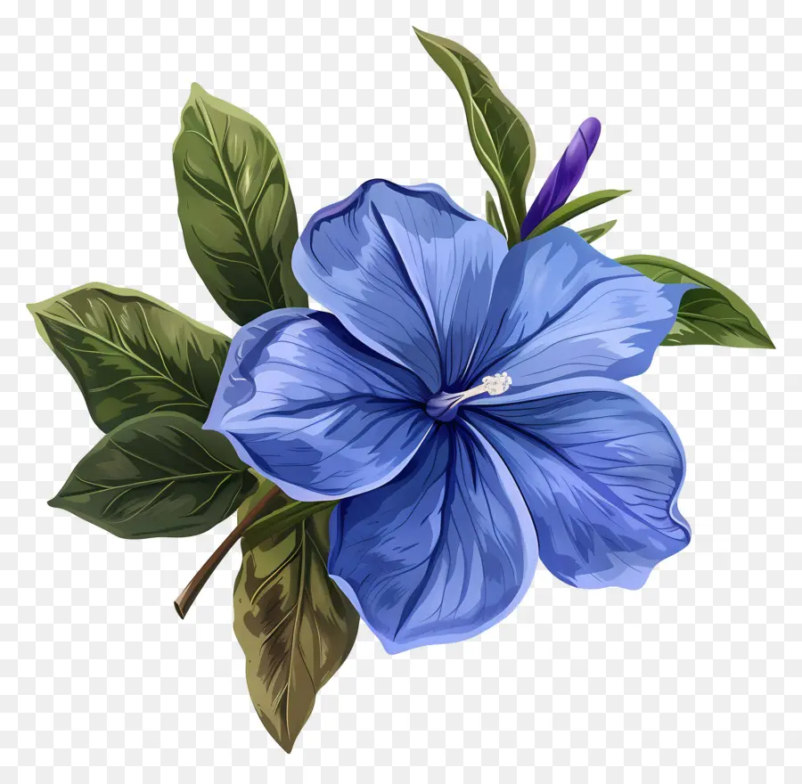 Flor Periwinkle，Azul De Hibisco PNG