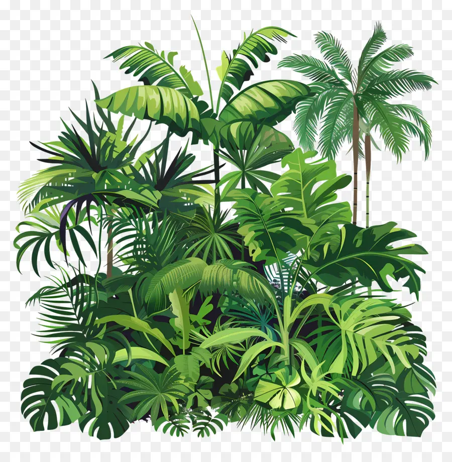 Vegetação Tropical，Selva Tropical PNG