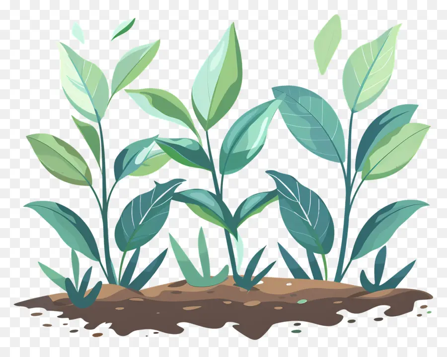 Cultivo De Plantas，Plantas Verdes PNG