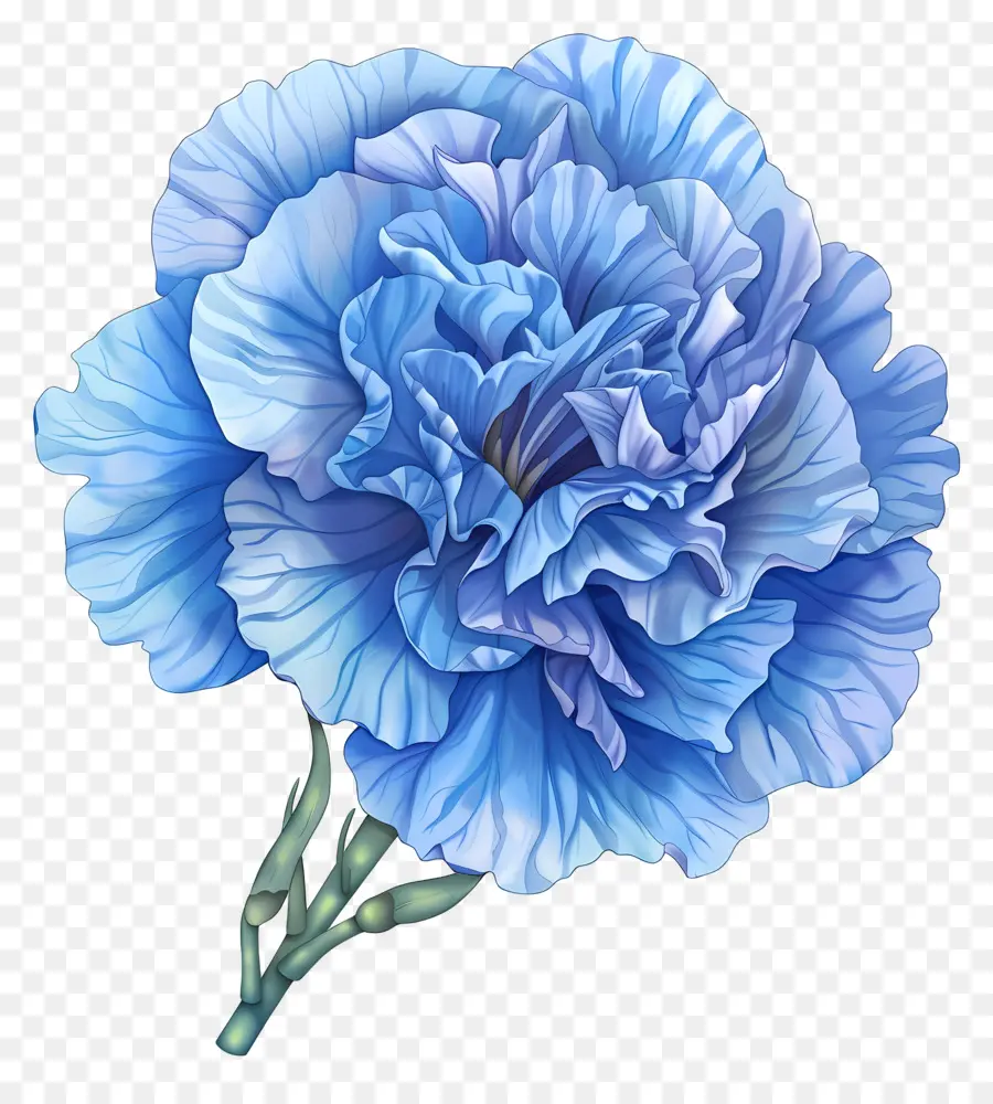 CarnaÇÃo Azul，Flor PNG