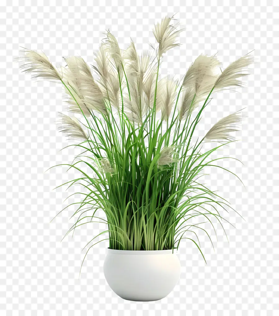 Miscanthus Sinensis，Vaso Branco PNG