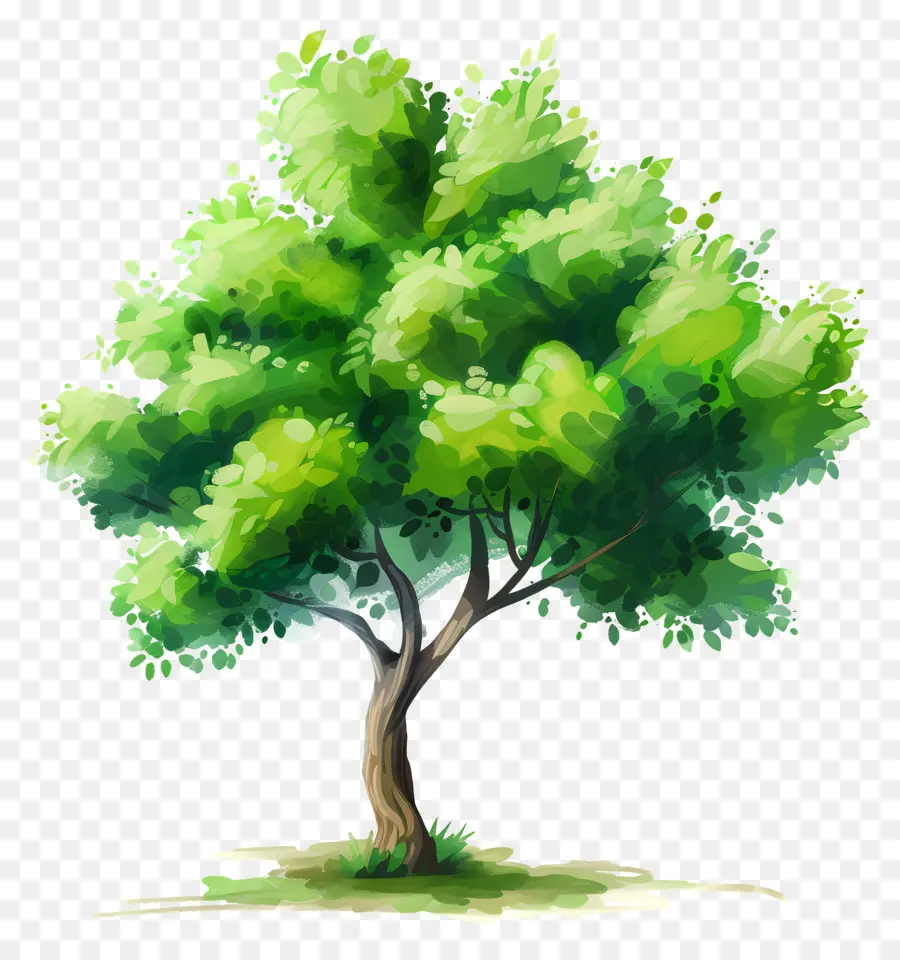 árvore Verde，Folhas Grandes PNG