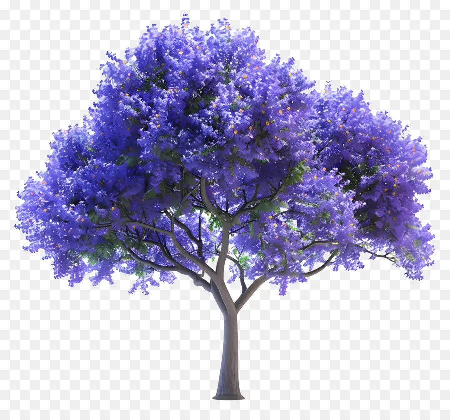 Árvore Jacaranda Azul，Flores Azuis PNG