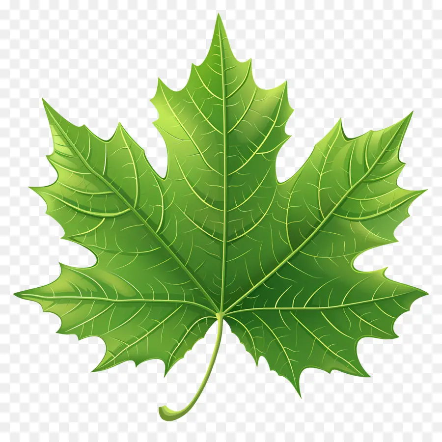 Maple Leaf，Folha Verde PNG