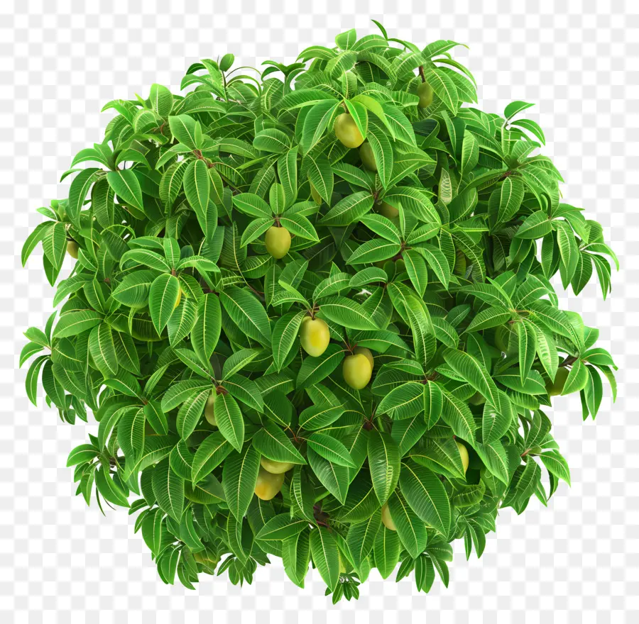 Mango Tree，Fruto Amarelo PNG