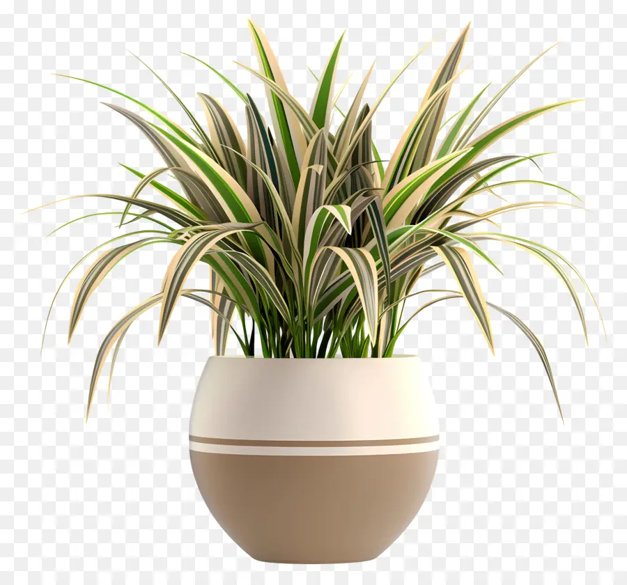 Liriope Variegado，Planta De Vaso PNG