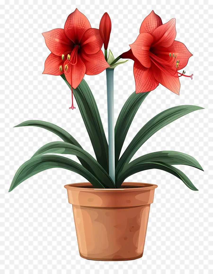 Amaryllis Flower Em Vasos，Vaso De Flores PNG