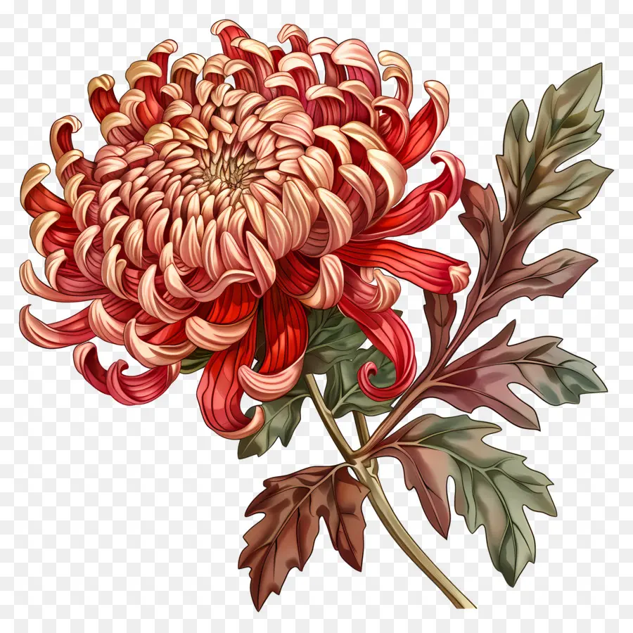 Flor De Crisântemo，Flores De Crisântemo PNG