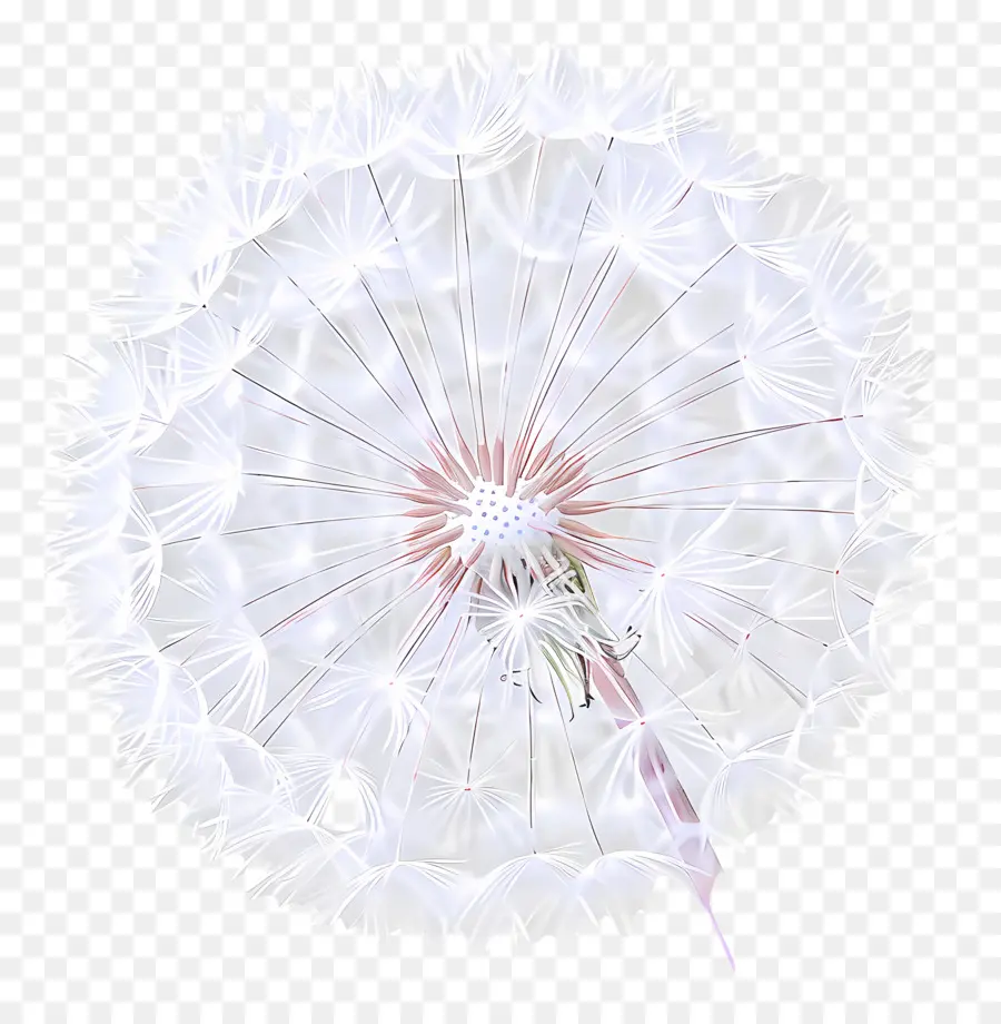 Dente De Leão，Flor PNG