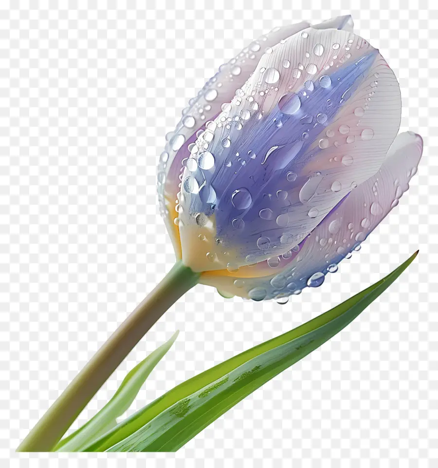 Orvalho，Tulipa PNG