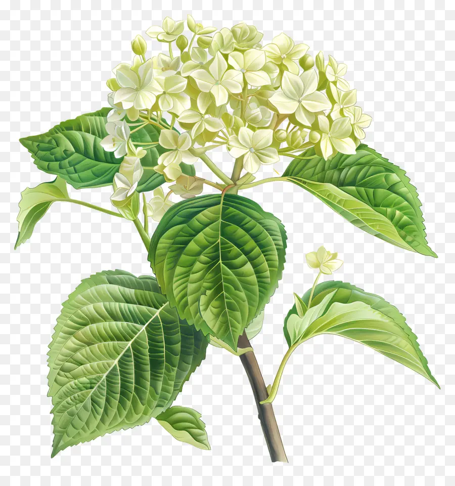 Hidrangea Quercifolia Xixi Wee，Flor De Hibisco Branco PNG