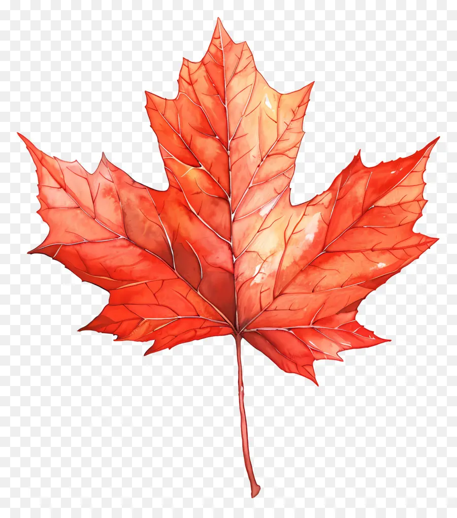 Maple Leaf，Canadense Maple Leaf PNG