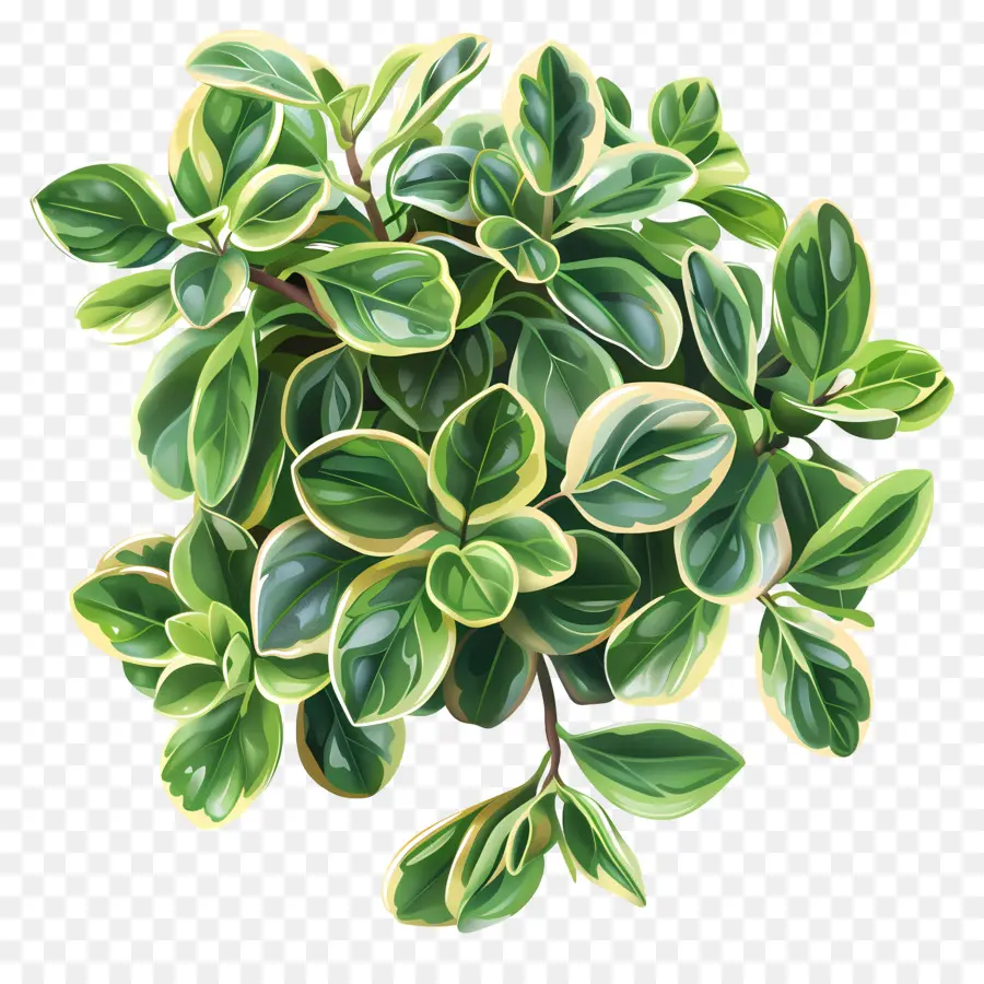 Planta De Jade Variegada，Planta De Folhas Verdes PNG