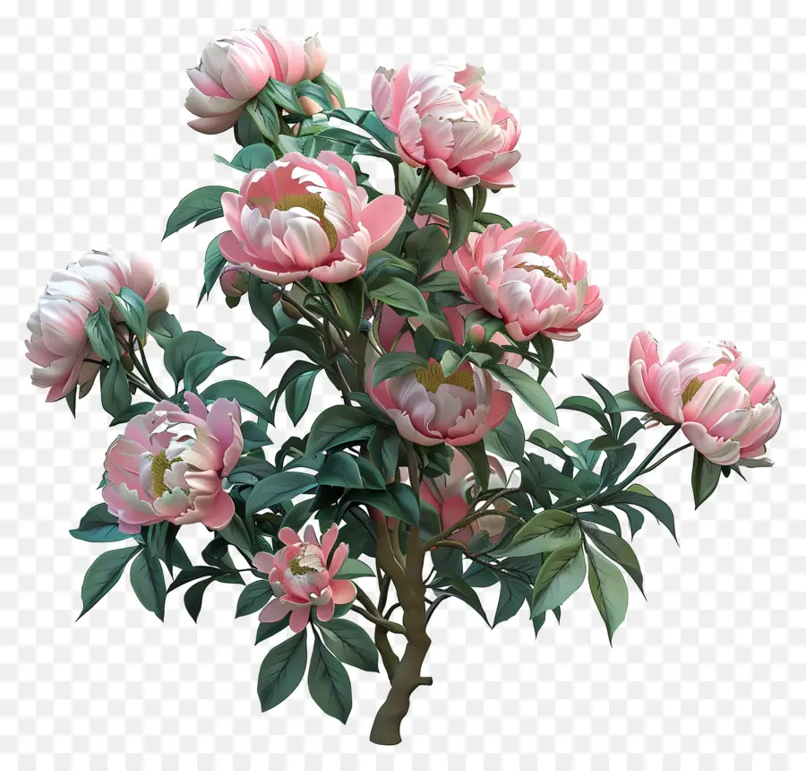 Peony Bush，Peônias Rosa PNG