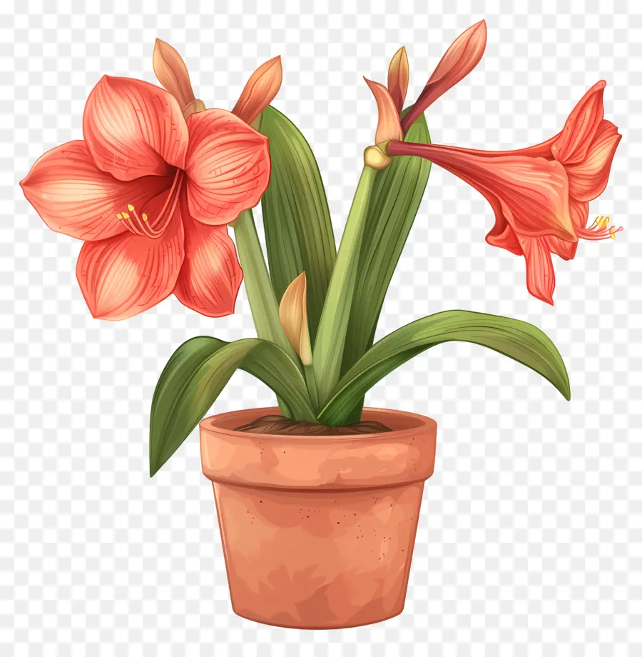 Amaryllis Flower Em Vasos，Amaryllis Flor PNG