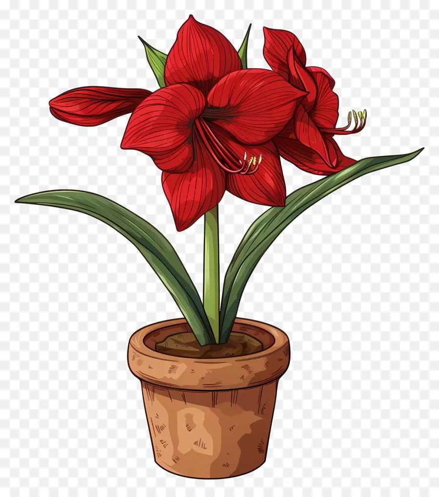 Flor De Amaryllis Em Vasos，Flor Vermelha PNG