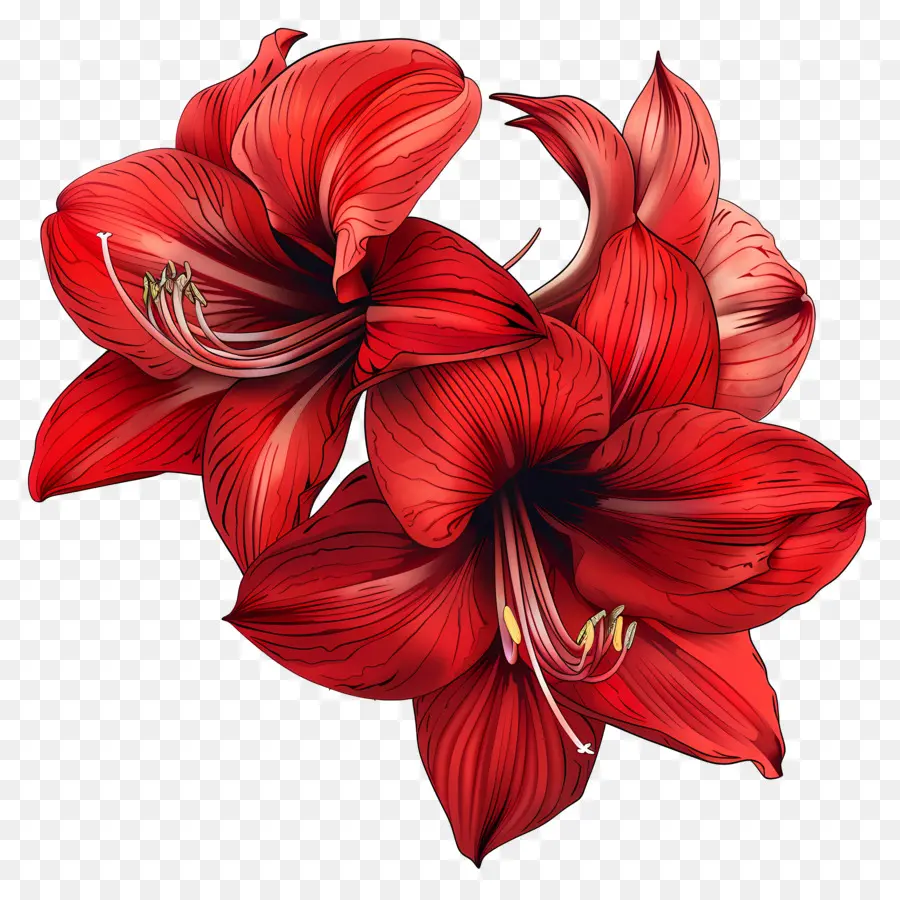 Amaryllis Flor，Botões De Flores PNG