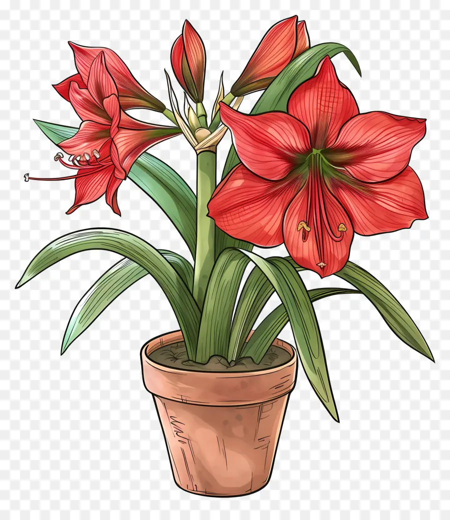 Amaryllis Flower Em Vasos，Planta Amel PNG