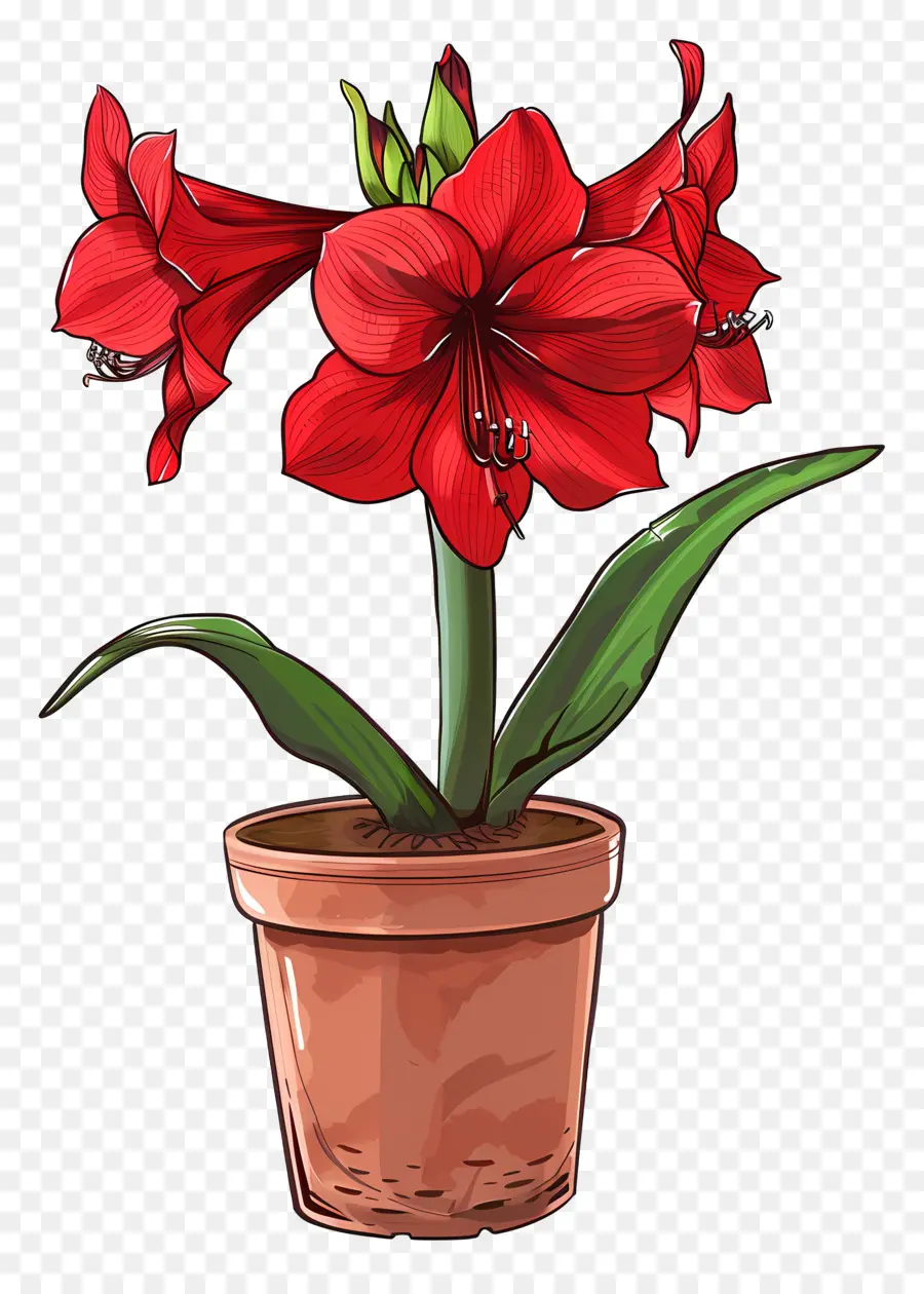 Amaryllis Flower Em Vasos，Vermelho Amaranto PNG