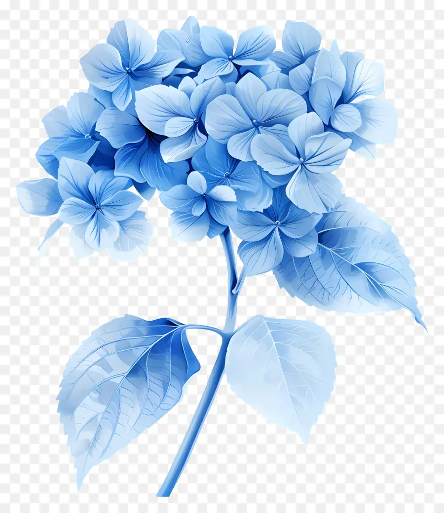 Azul Hortênsia，Flor Azul PNG